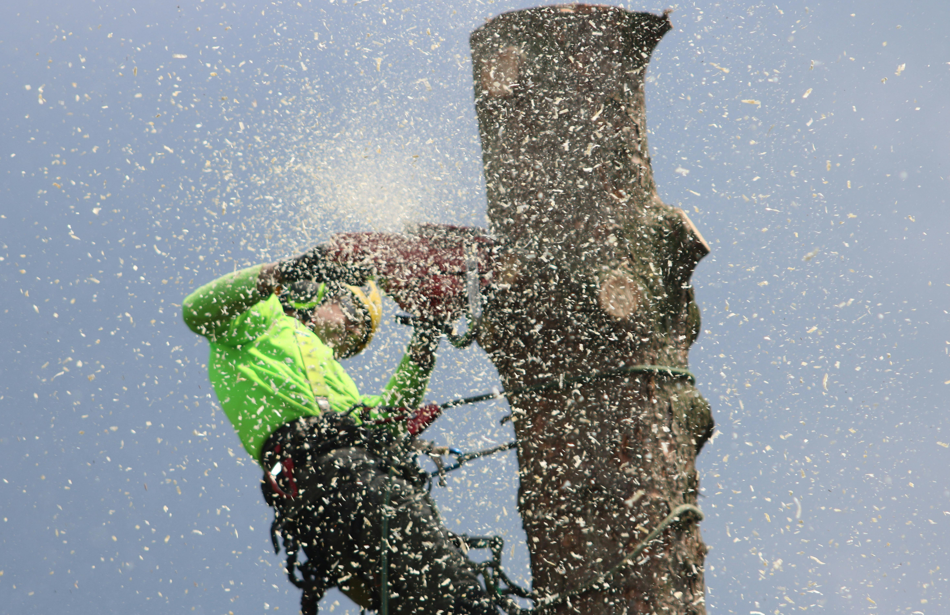 Tree Removal in Parksville, BC