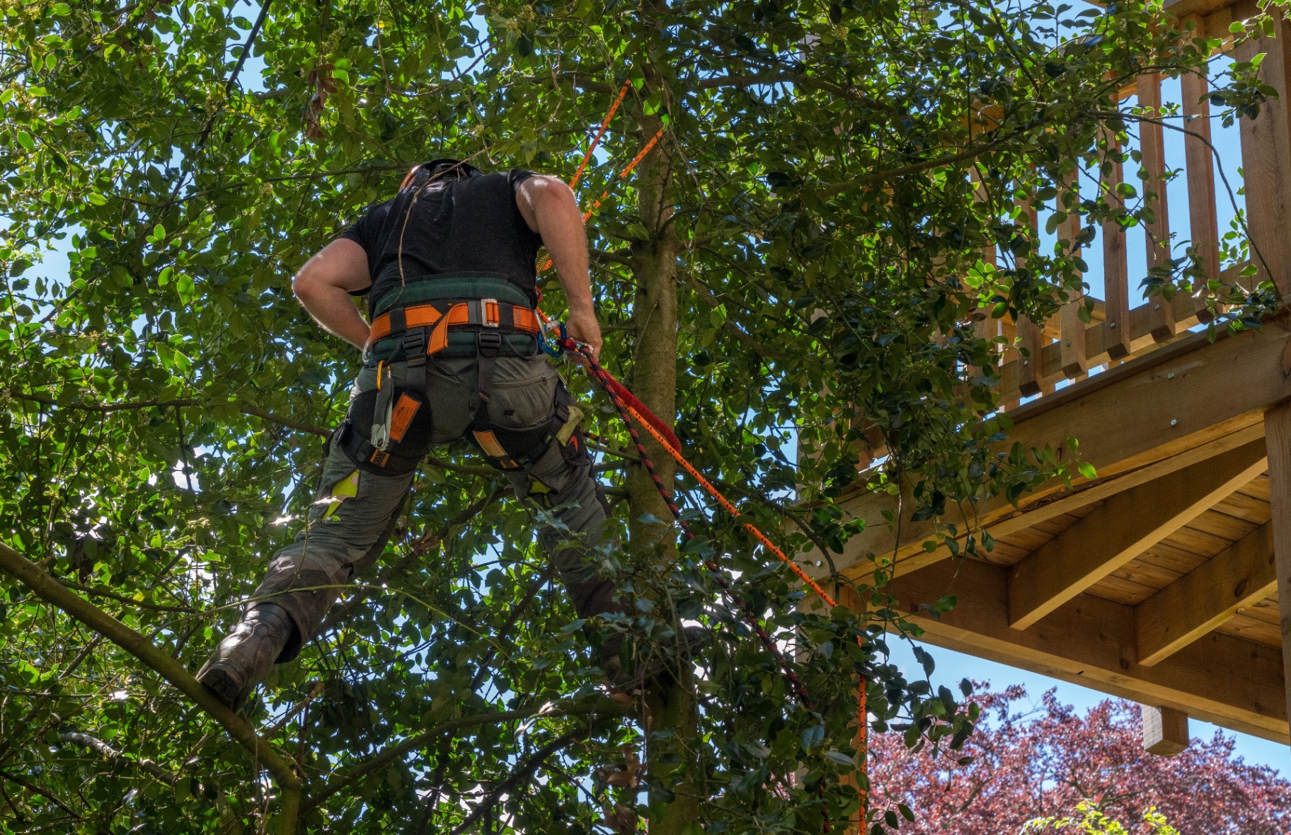 Sectional tree removal beside a home — Parksville